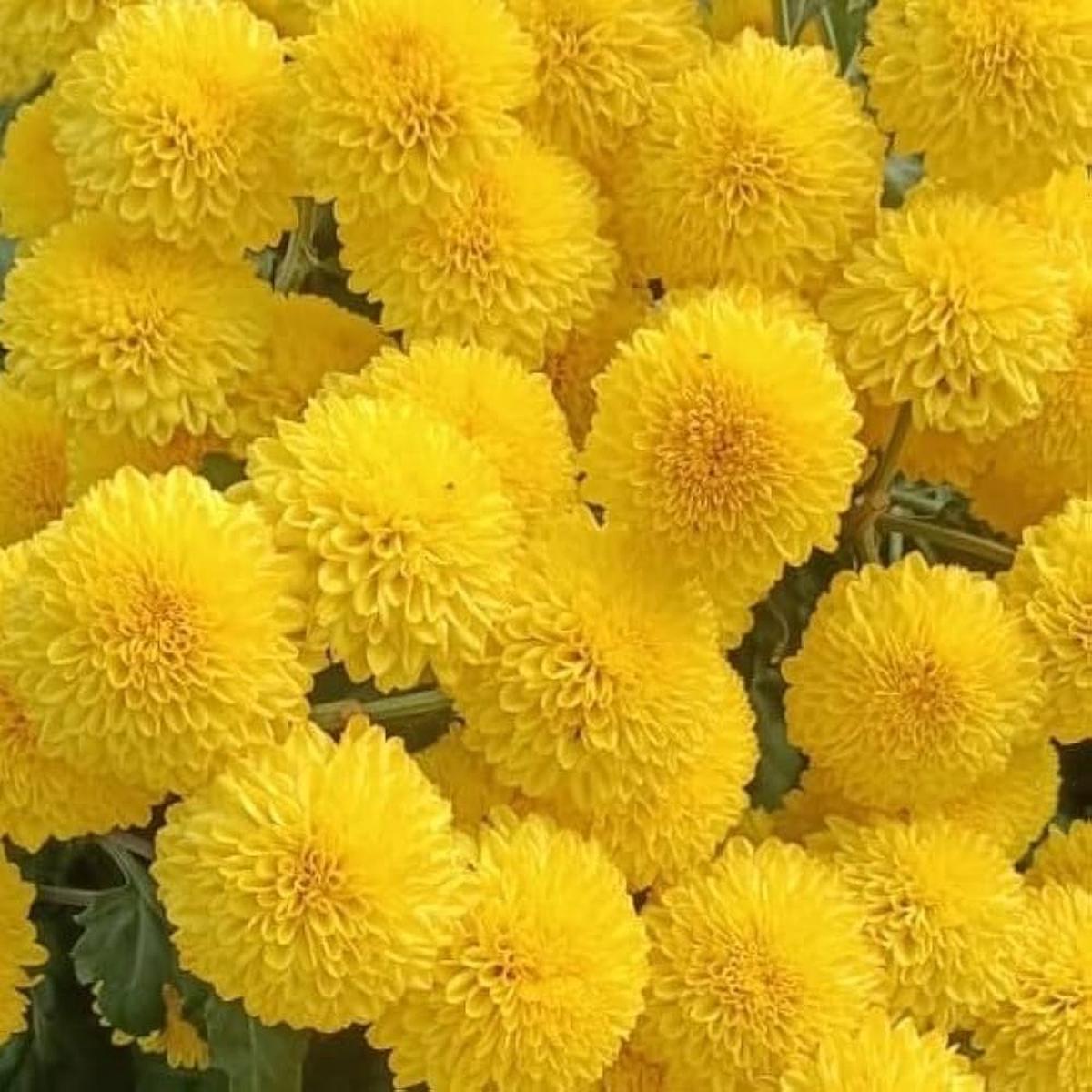 Yellow Chrysanthemum Flower Seeds for Planting Heirloom, Non-GMO, Hardy Variety Organic Garden Seeds