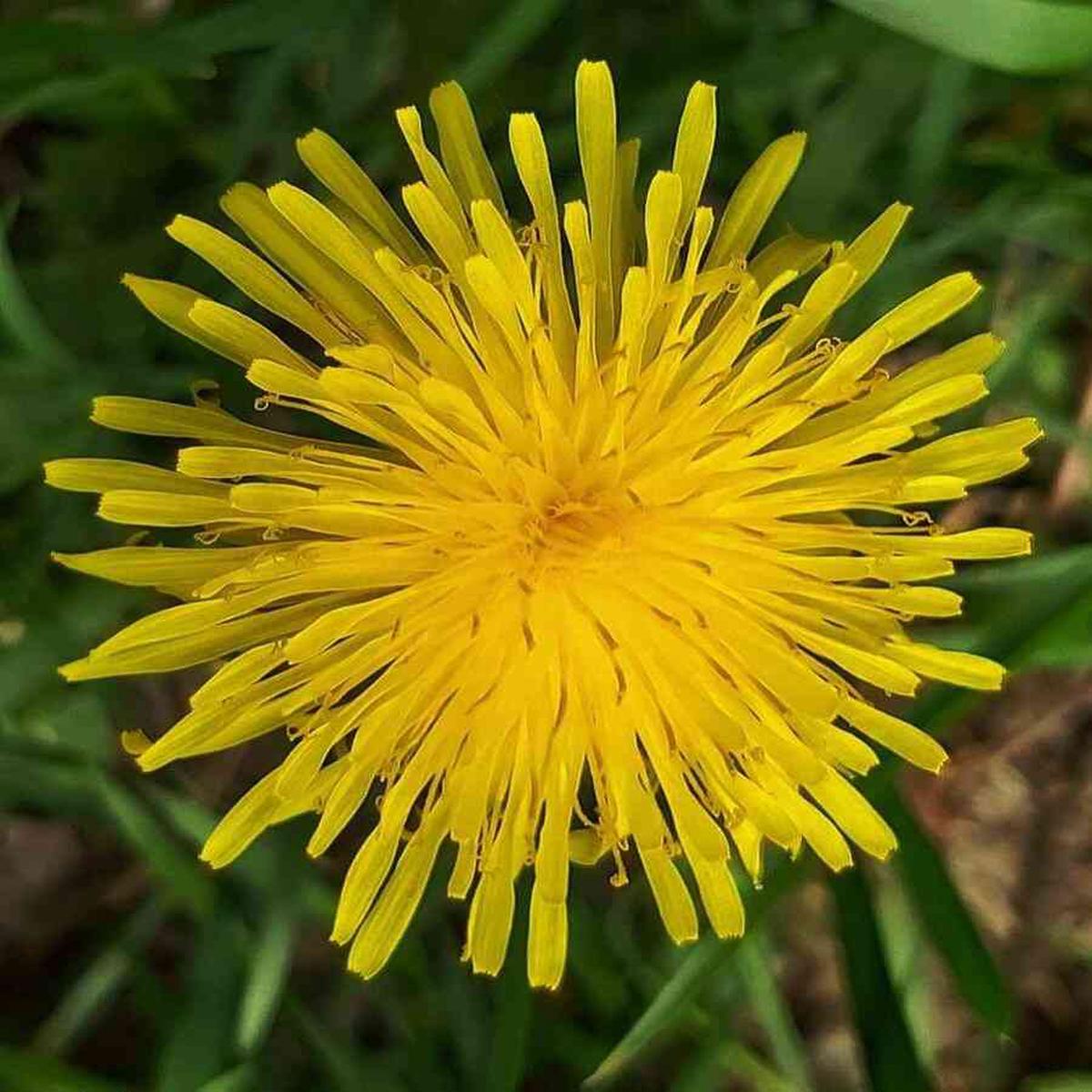 Yellow Dandelion Planting Seeds - Easy-to-Grow Flower Seeds