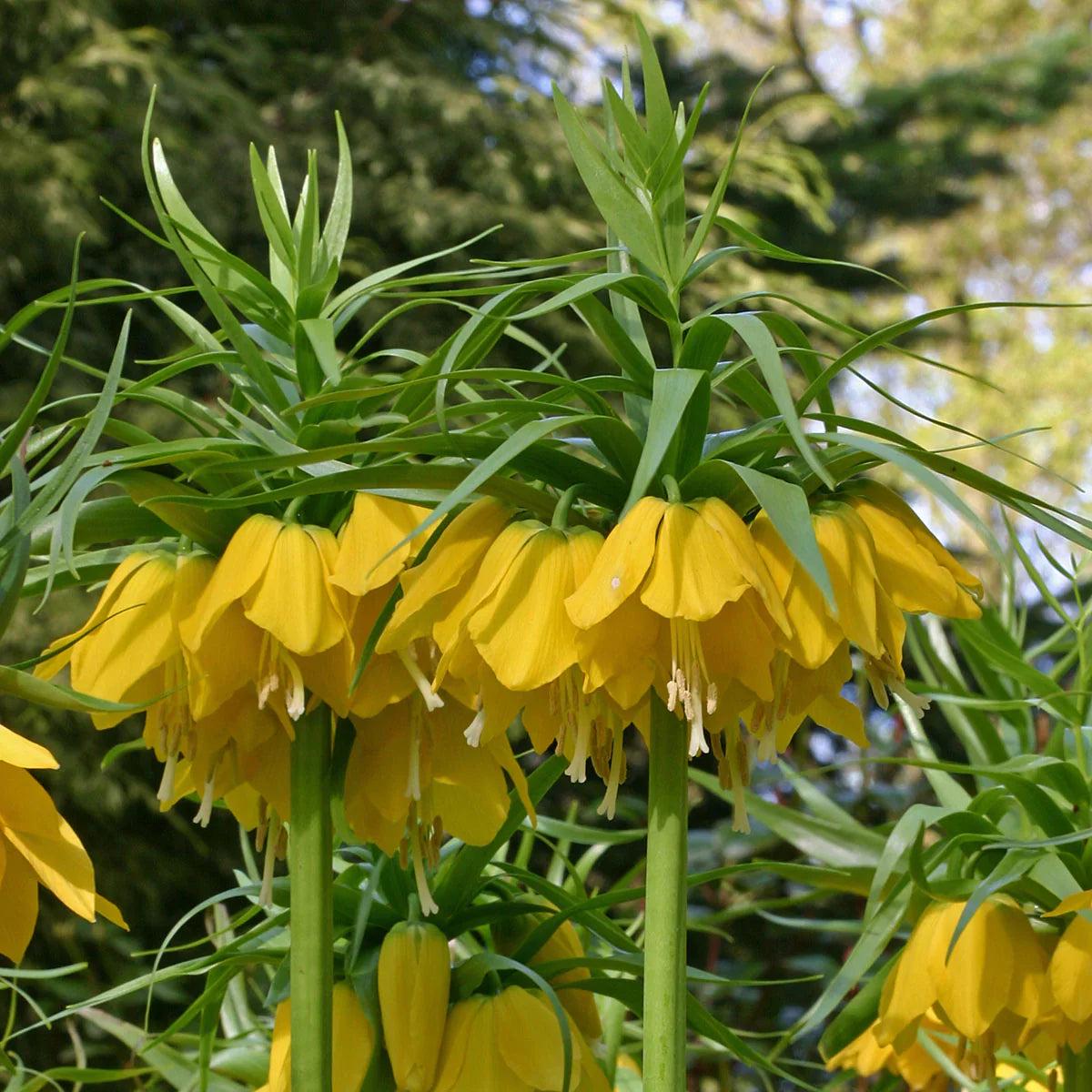 Yellow Fritillaria Imperialis Flower seeds for Planting Premium Quality Heirloom & GMO Free Seeds for Home Garden   Sale