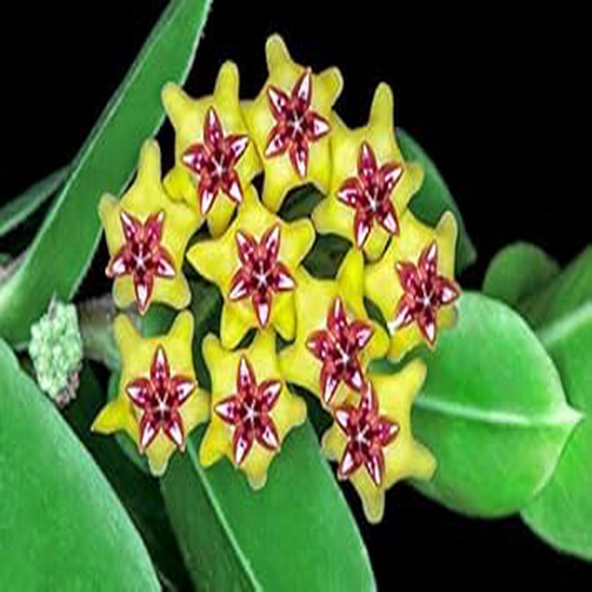 Yellow Maroon Hoya Carnosa Flower Seeds for Planting  Heirloom, Non-GMO, Organic Garden Seeds with High Germination