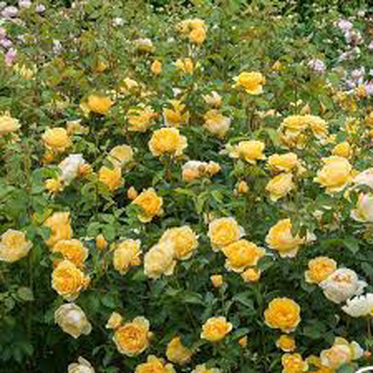 Yellow White Climbing Rose Flower Seeds for Planting  Heirloom, Non-GMO, High Germination Organic Garden Seeds