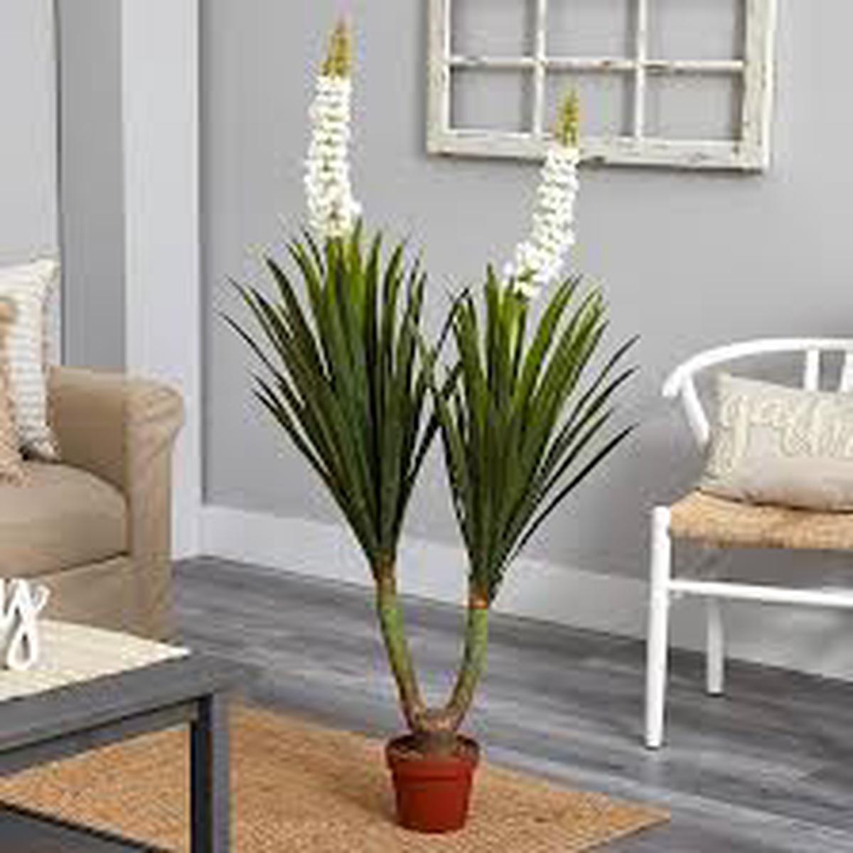 Yucca Thompsoniana Flower Seeds for Planting  Bright Blooms, Heirloom & Non-GMO Seeds