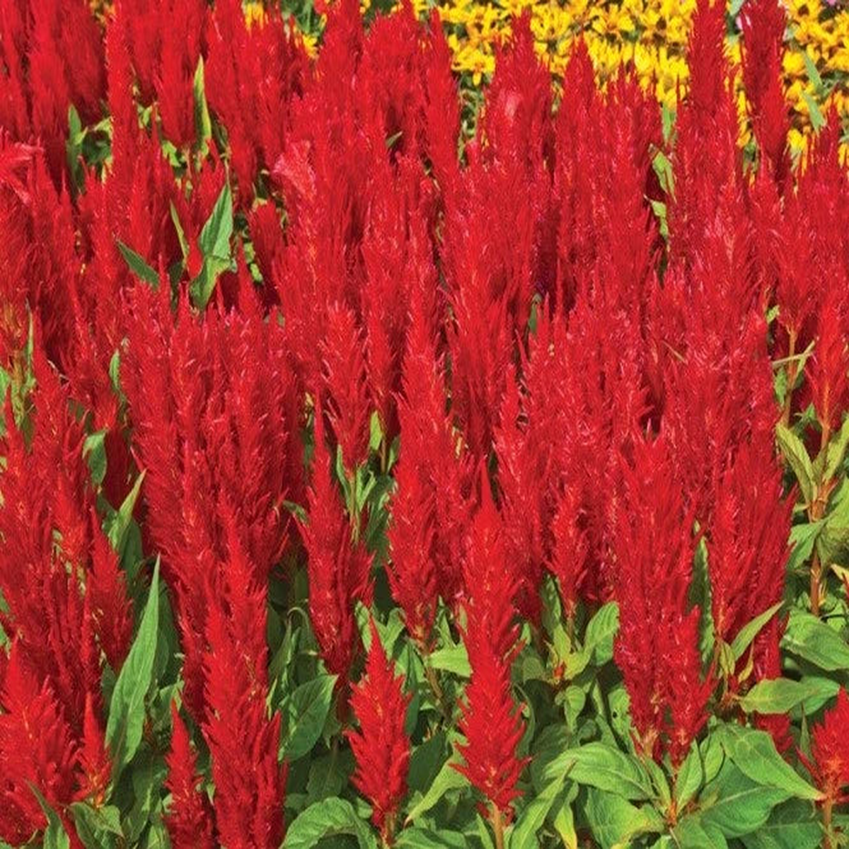Celosia Forest Fire Scarlet Flower Seeds - and Hand Packaged  Heirloom, Non-GMO, High Germination Organic Garden Seeds