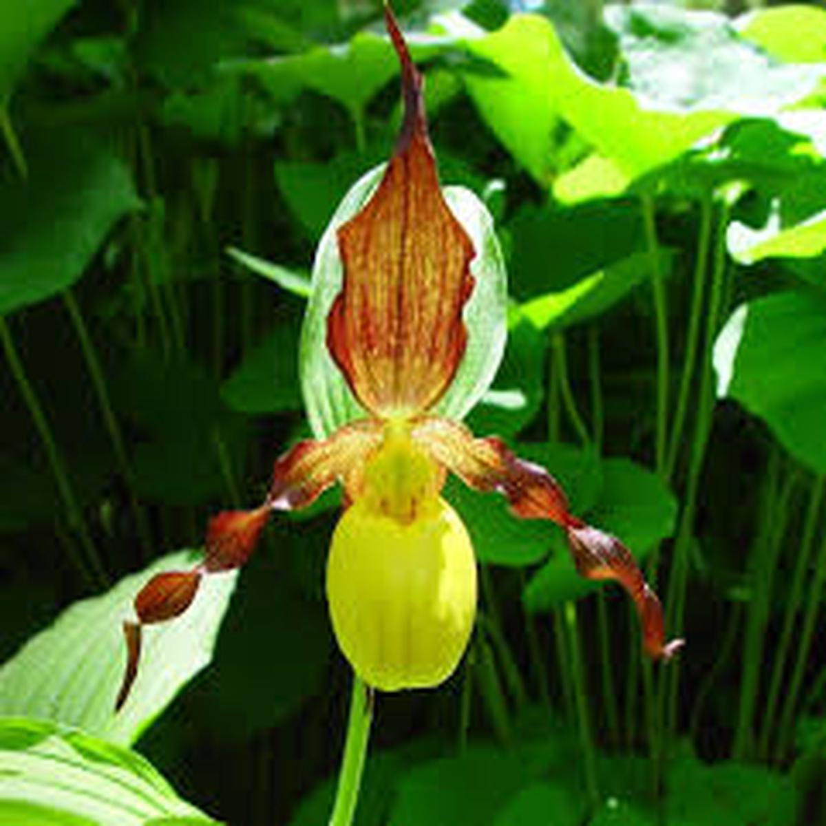 Cypripedium calceolus (Yellow Ladys Slipper) Seeds for Planting Heirloom Non-GMO Garden Seeds