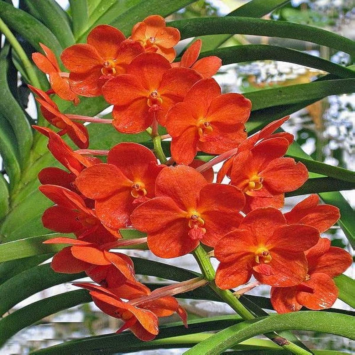 Deep Orange Phalaenopsis Orchid Flower Seeds for Planting  Heirloom, Non-GMO, Low Maintenance, High Germination