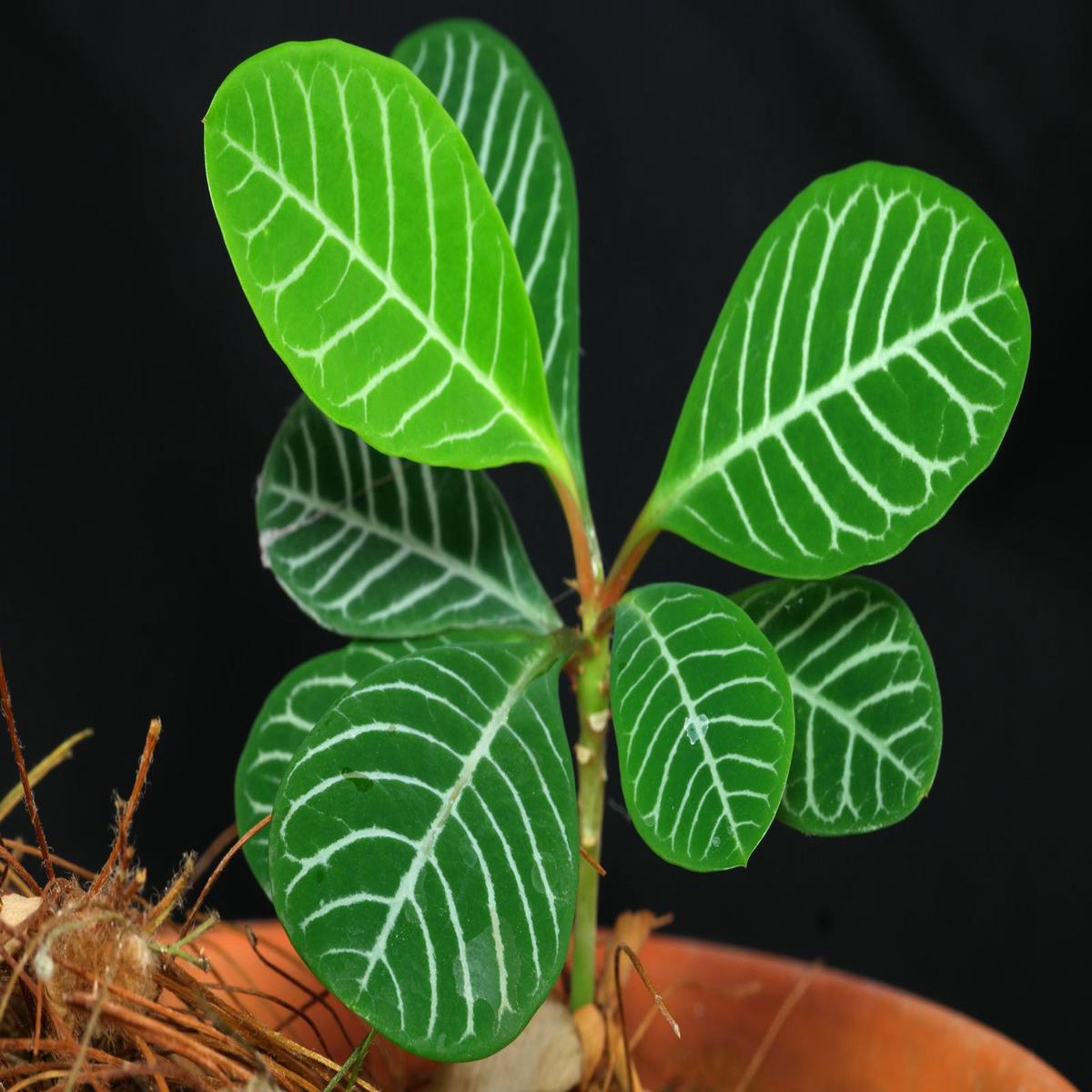 Euphorbia Leuconeura Flower Seeds for Planting  Heirloom, Non-GMO, Wildflower Mix High Germination Seeds