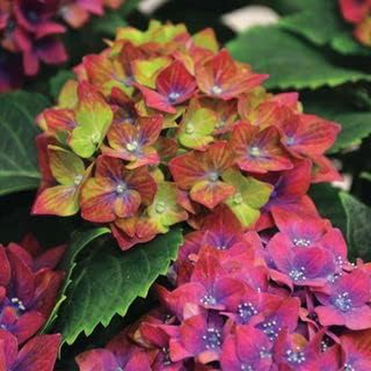 Green Red Hydrangea Flower seeds for Planting - Low Maintenance, Heirloom & GMO Free Seeds for Home Garden