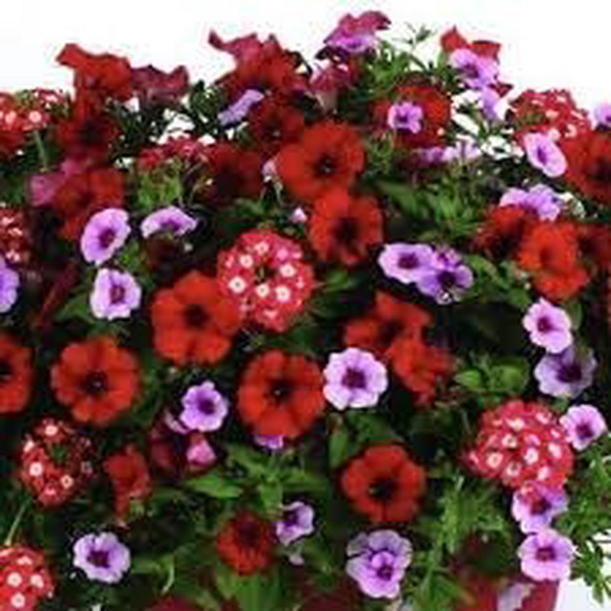 Heirloom Non-GMO Surfinia Flower Seeds for Planting  Cascading Blooms for Hanging Baskets