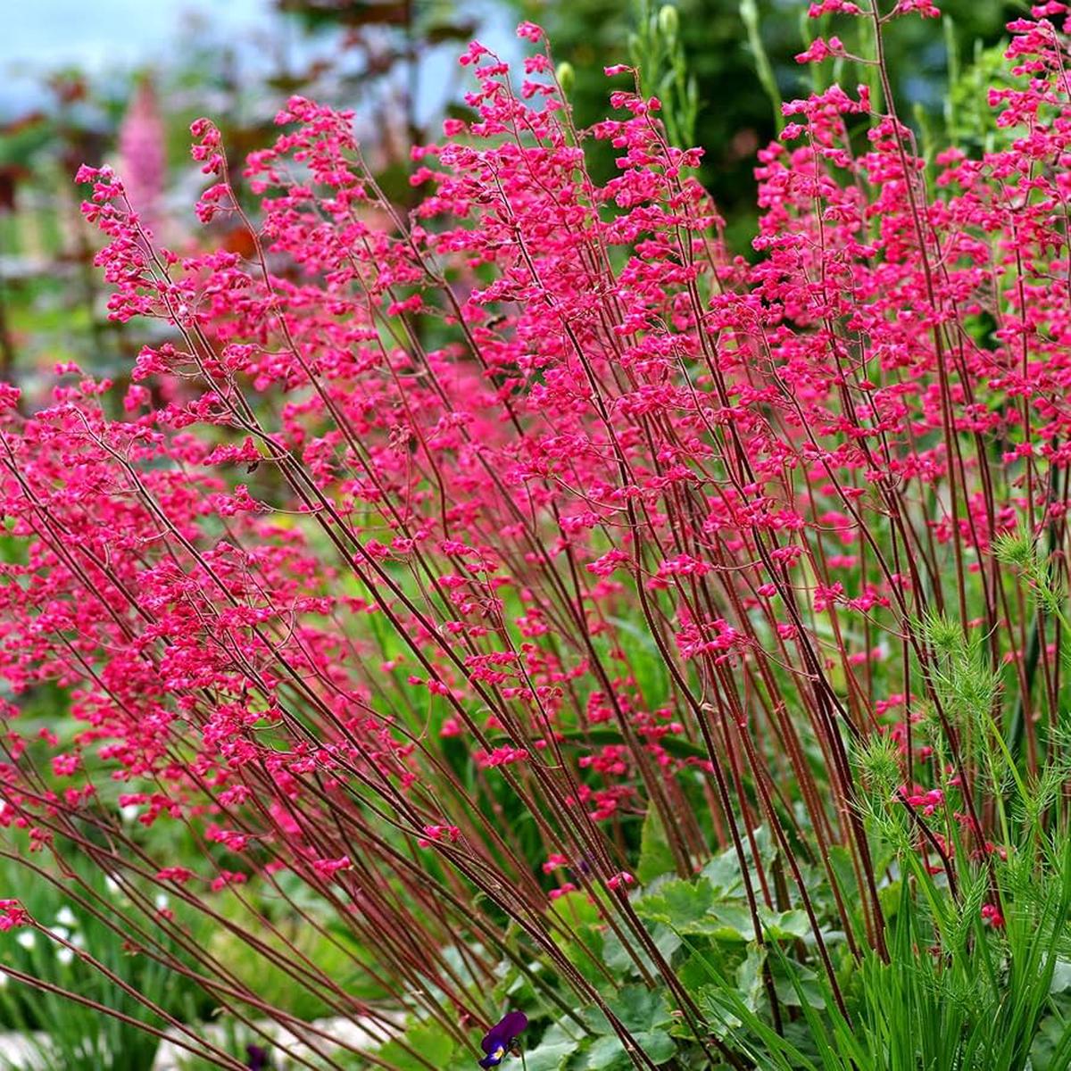 Heuchera 'Firefly' Coral Bells Seeds for Planting Flower Garden Seeds