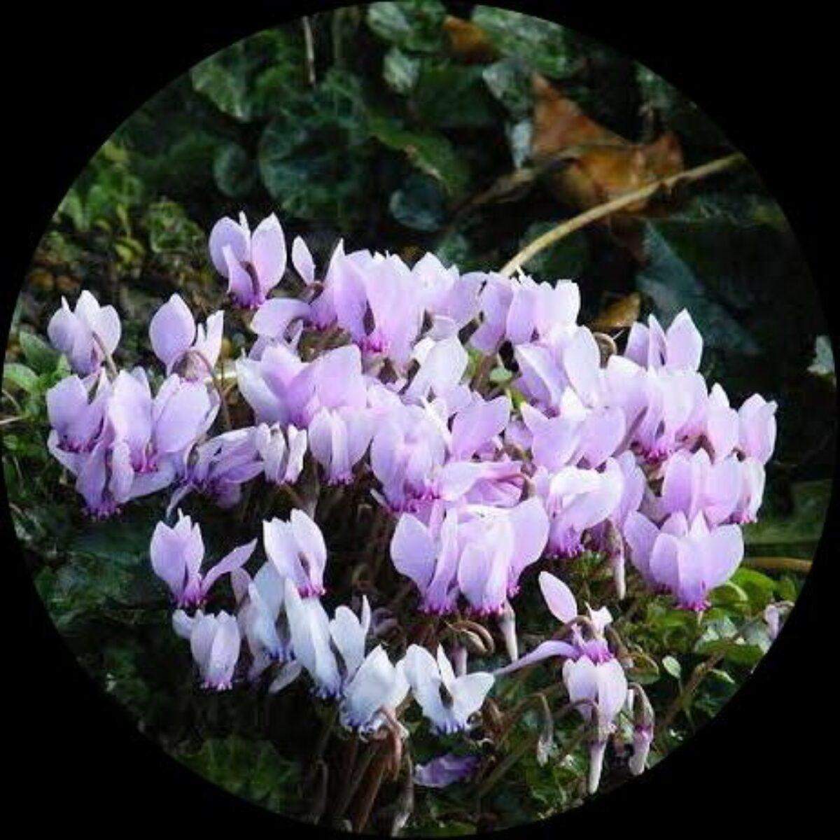 Lavender White Cyclamen Flower seeds for Planting - Wildflower Mix, Heirloom & GMO Free Seeds for Home Garden