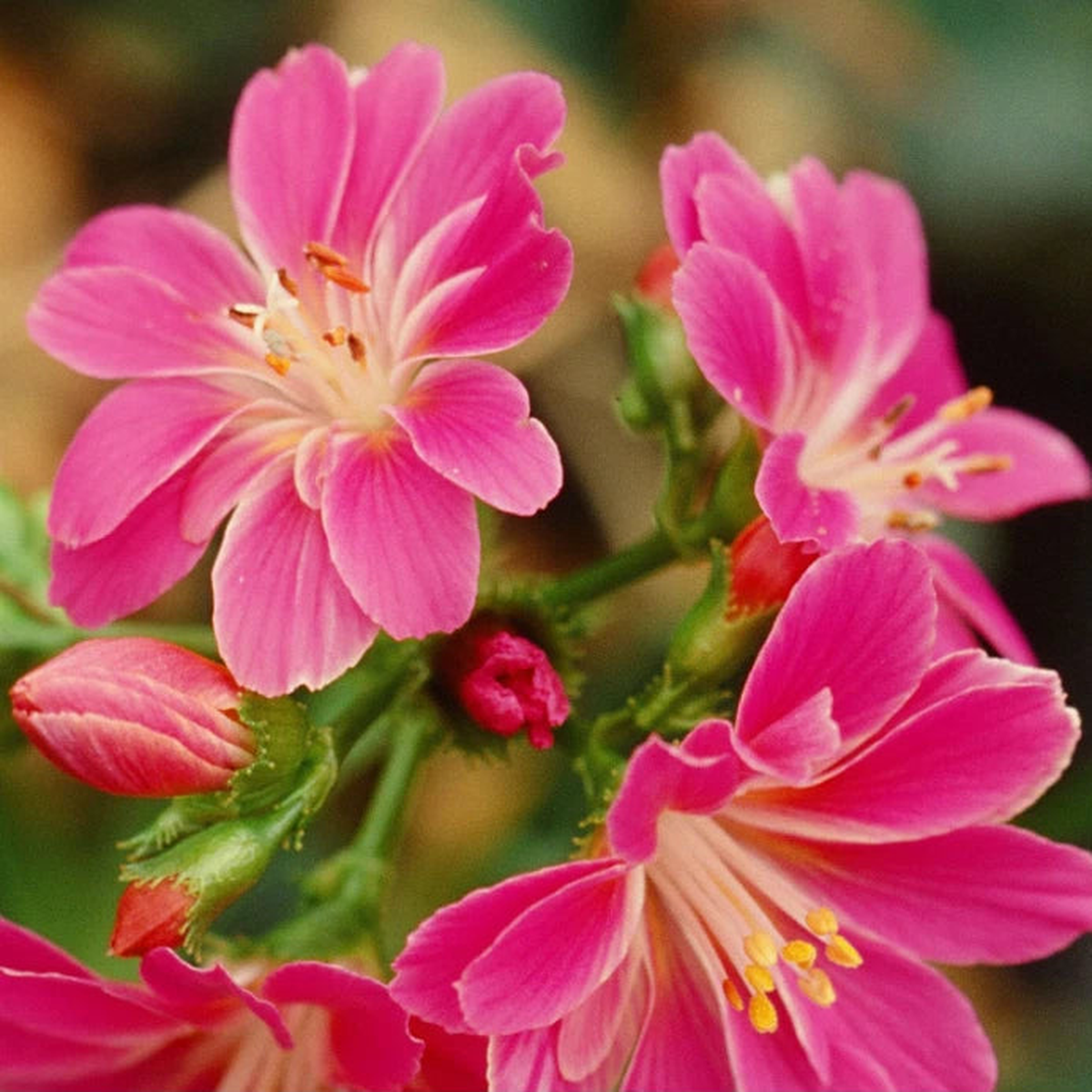Magenta Lewisia Seeds or Seeds Flower Flower Seeds Garden  Heirloom, Non-GMO, High Germination Organic Garden Seeds