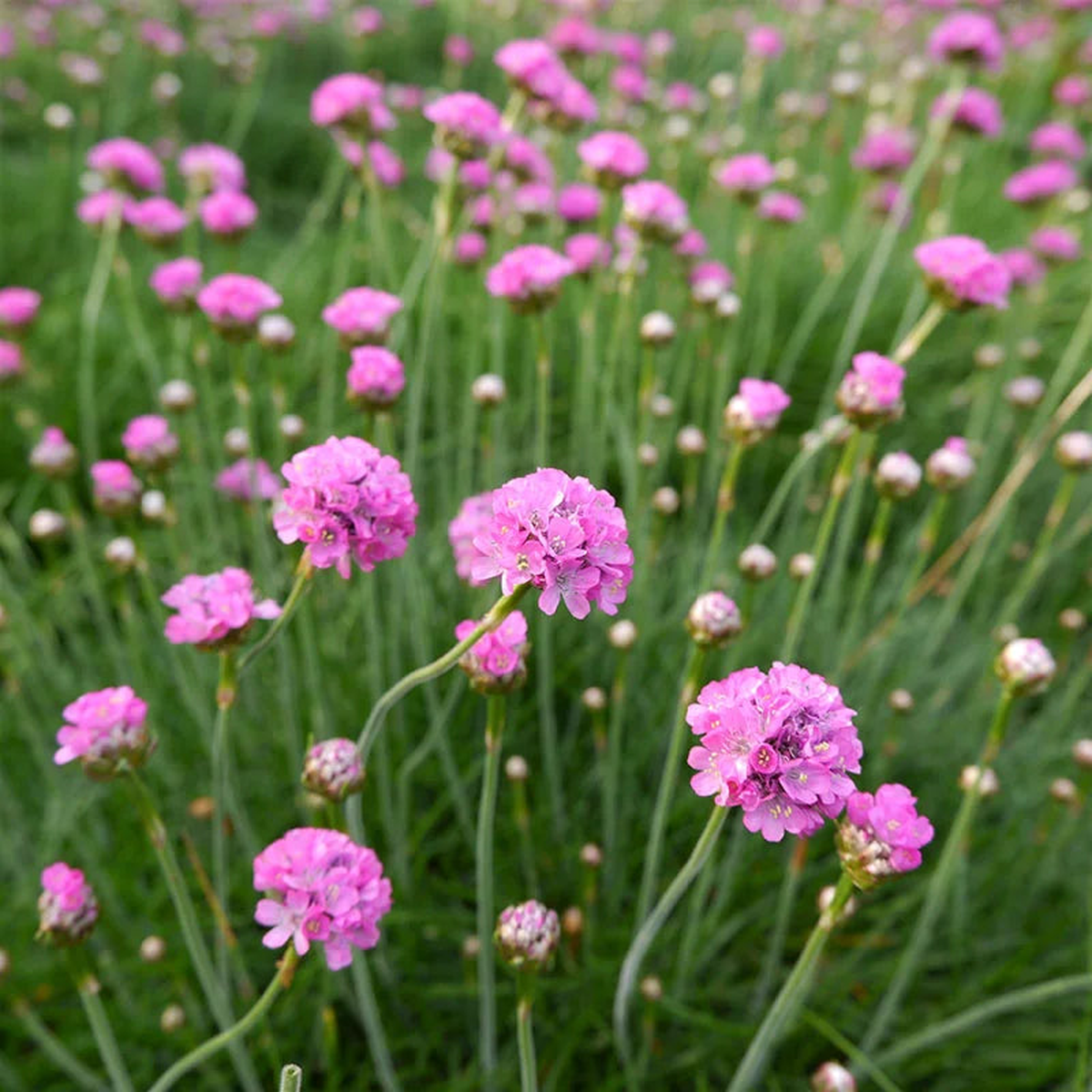 Maritima Flower Seeds for Planting  Bright Blooms Heirloom Non-GMO High Germination Organic Garden Seeds