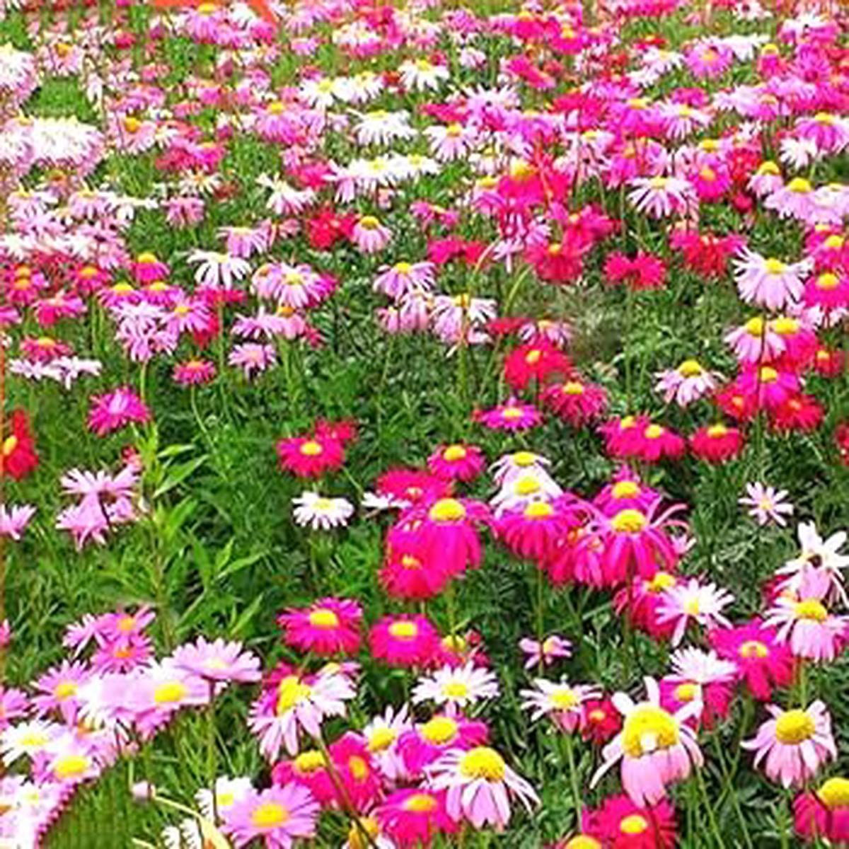 Mixed Pyrethrum Flower Seeds for Planting  Heirloom, Non-GMO Wildflower Mix, High Germination