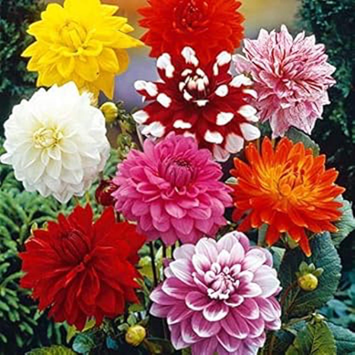 Mixed Two Color Dahlia Seeds for Planting  Heirloom Non-GMO | High Germination Organic Garden Seeds