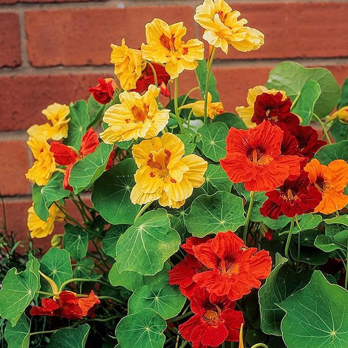 Nasturtium Tropaeolum majus Flower Seeds for Planting in Flower Bed & Garden