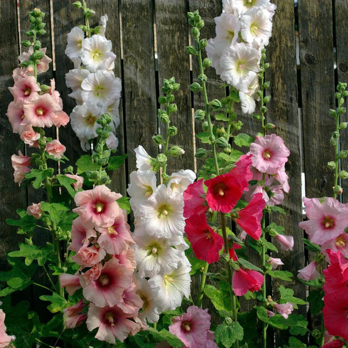 nic Hollyhock Flower Seeds for Planting  Heirloom, Non-GMO