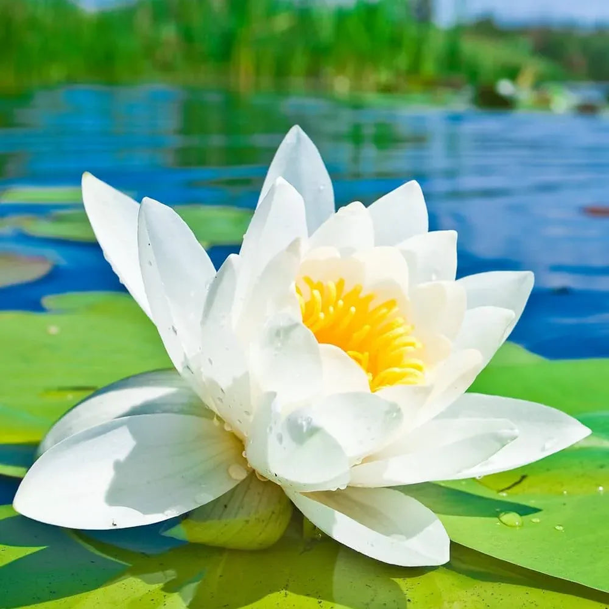 Open Mouth Bonsai Lotus Flower Seeds for Planting Heirloom, Non-GMO, Easy to Grow, Perennial