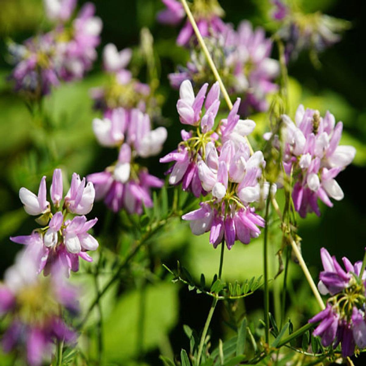Organic Vetch Coronilla Flower Seeds for Planting Heirloom, Non-GMO