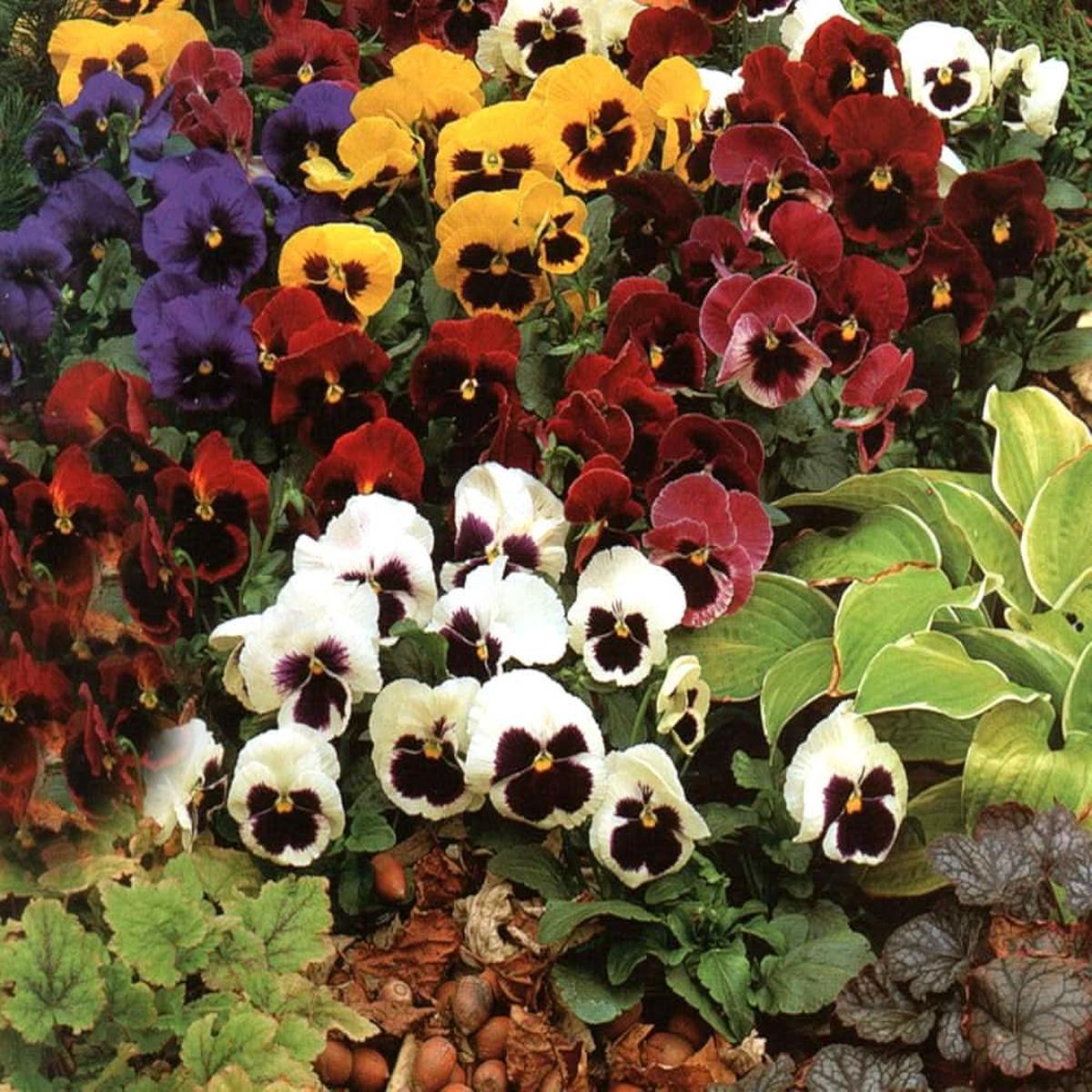 Pansy Ozzeri Giants Mix Viola  wittrockiana flower seeds for home garden and balcony planting