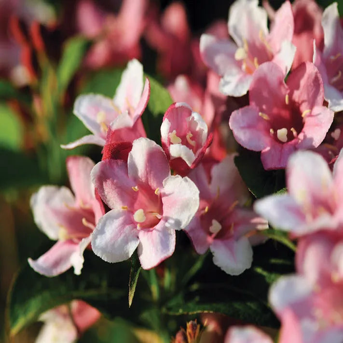 Pink Kolkwitzia Flower seeds for Planting - Drought Tolerant, Heirloom & GMO Free Seeds for Home Garden
