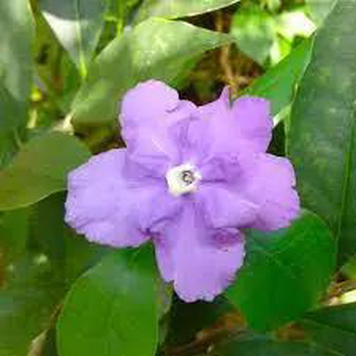 Purple Brunfelsia Pauciflora Flower Seeds for Planting  Heirloom, Non-GMO, Rare Blooms