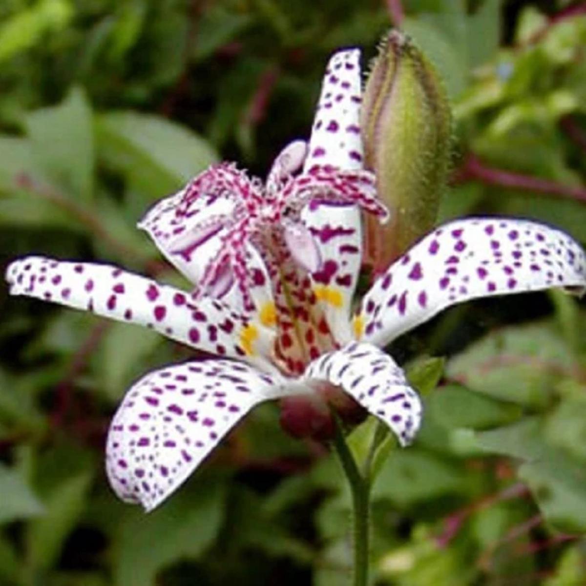 Toad Lily seeds (Tricyrtis hirta x Miyazaki)  exotic shade garden perennials