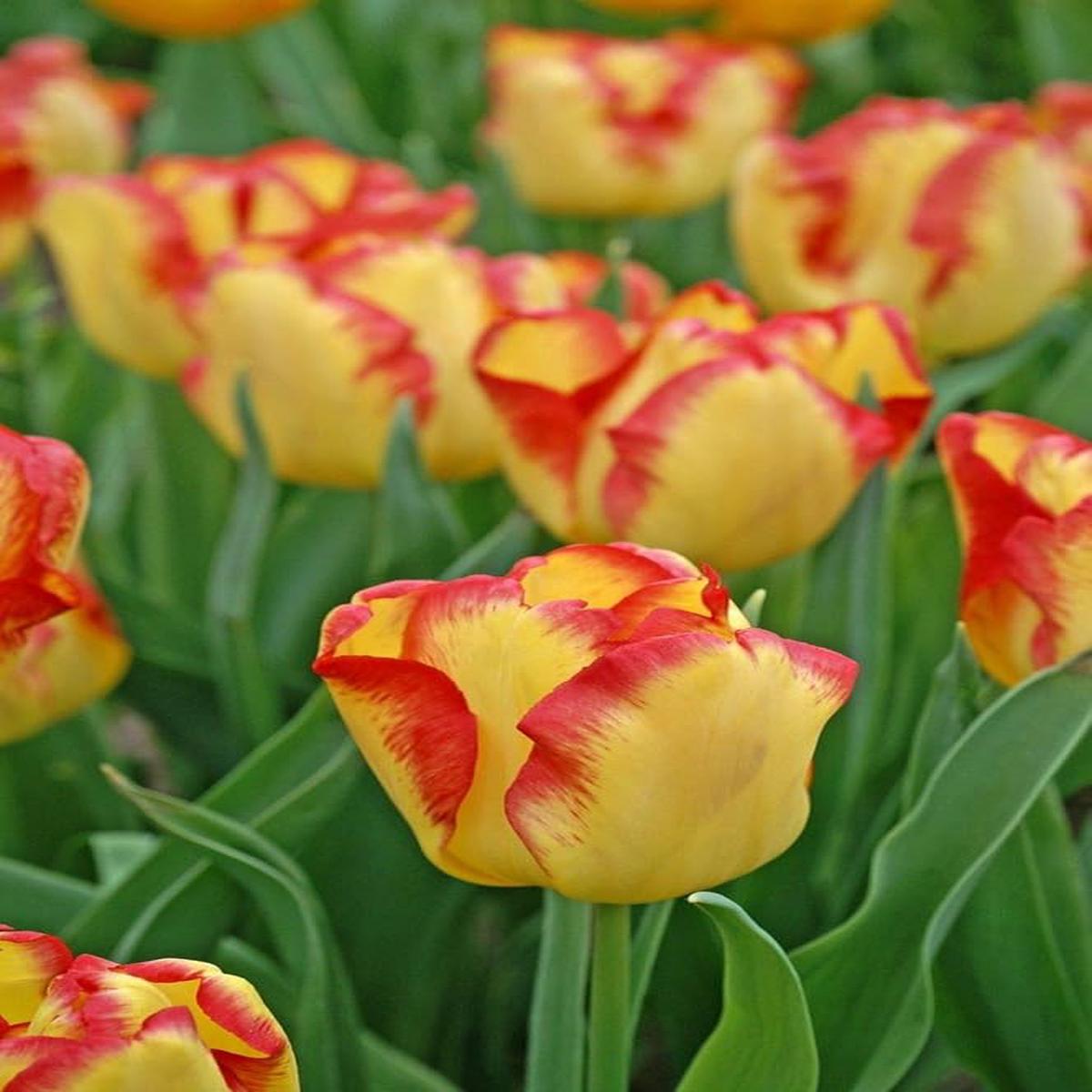 Tulpe-Birnen Flower Seeds for Planting Heirloom, Non-GMO, Premium Quality Organic Garden Seeds