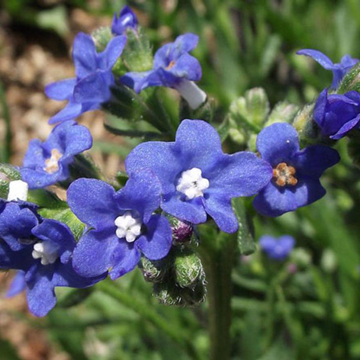 Anchusa Capensis 'Blue Angel' Flower Seeds for Planting Heirloom, Non-GMO, Perennial, Pollinator-Friendly