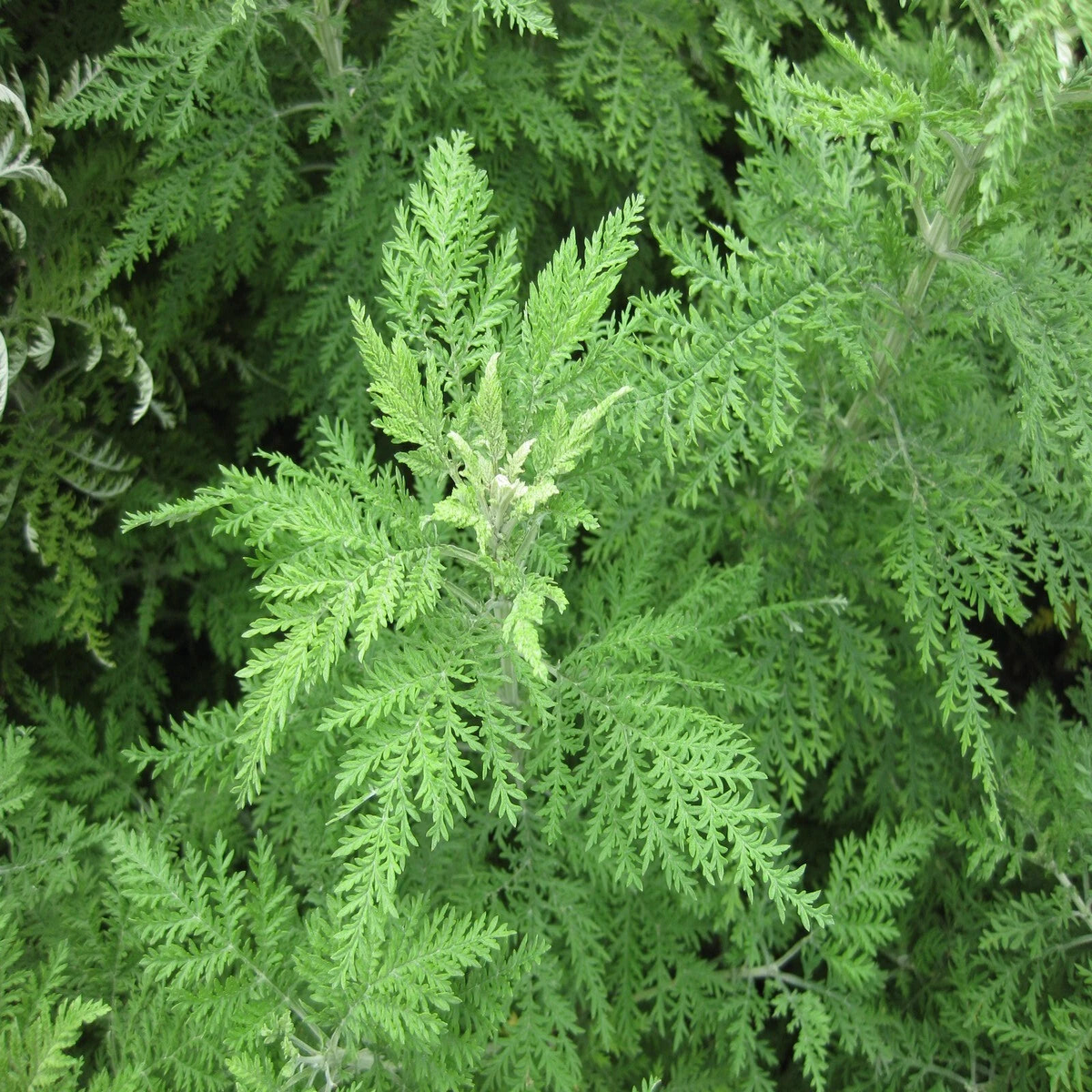 ARTEMISIA ANNUA Seeds Sweet Sagewort shipping  Heirloom, Non-GMO, High Germination Organic Garden Seeds