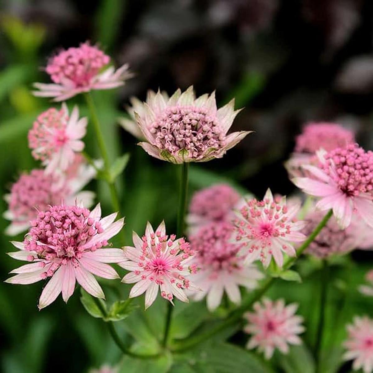 Astrantia Astrantia spp Flower Seeds for Planting in Flower Bed