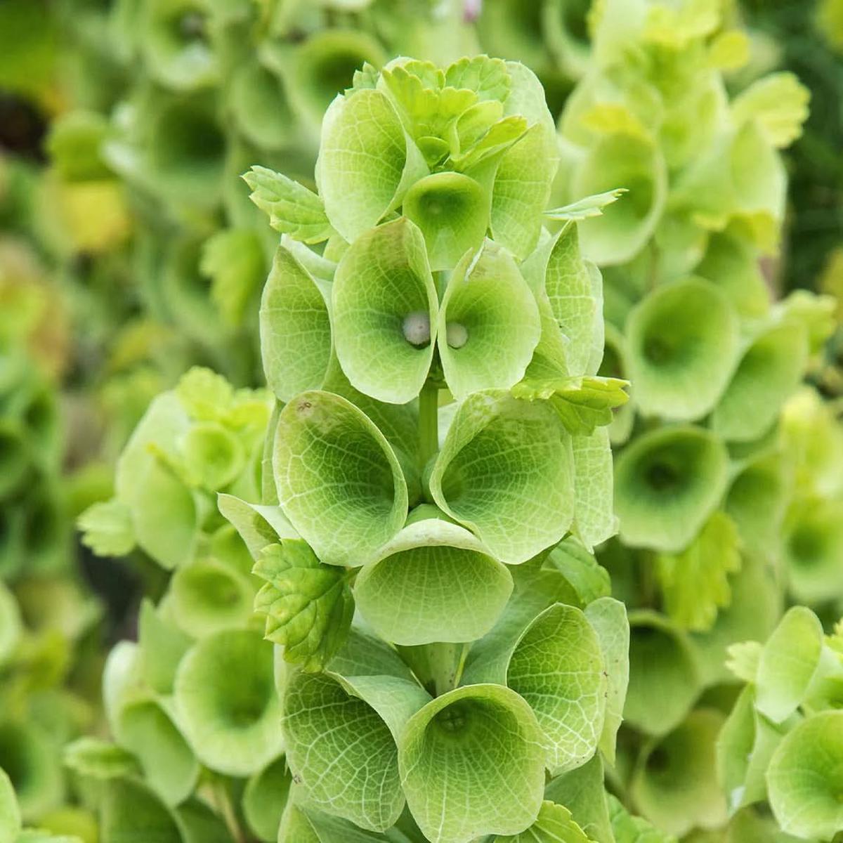 Bells of Ireland Plant Seeds for Planting  Unique Green Spire-Shaped Garden Blooms
