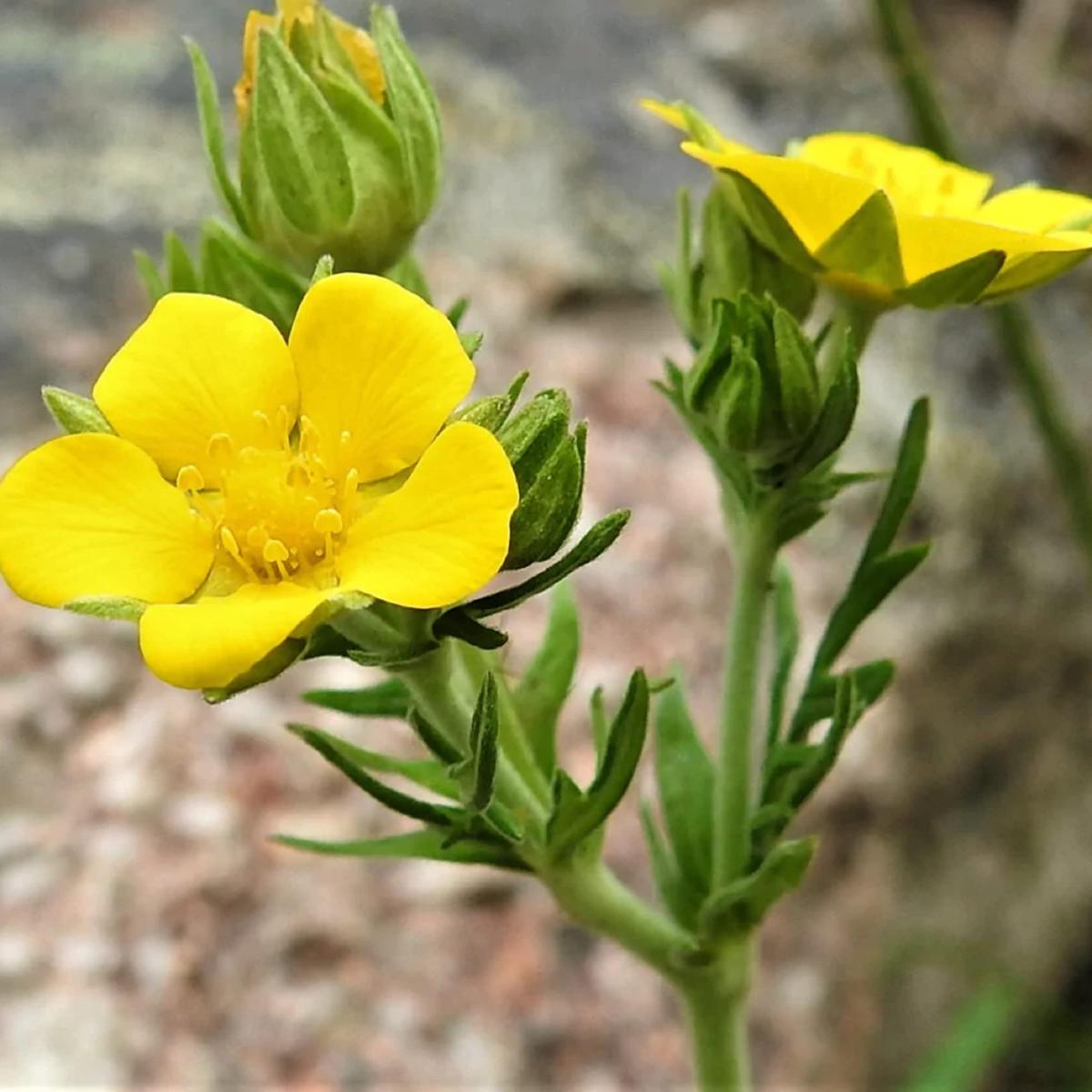 Bigflower Cinquefoil Flower Seeds for Planting  Heirloom, Non-GMO, Easy to Grow, Perennial, Pollinator-Friendly