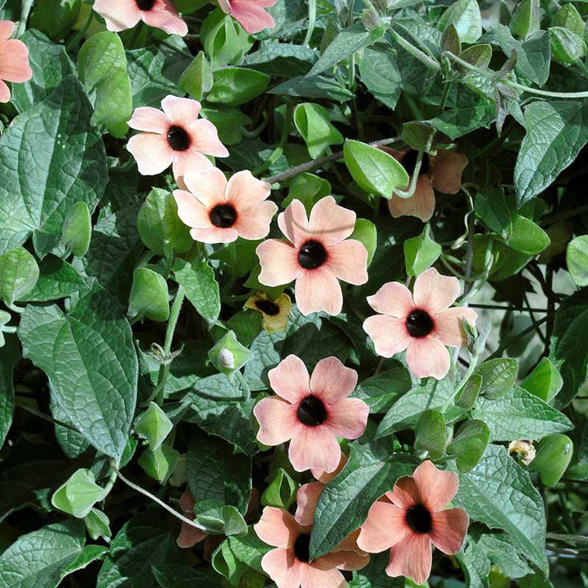 Black Eyed Susan Vine Seeds - Blushing Susie