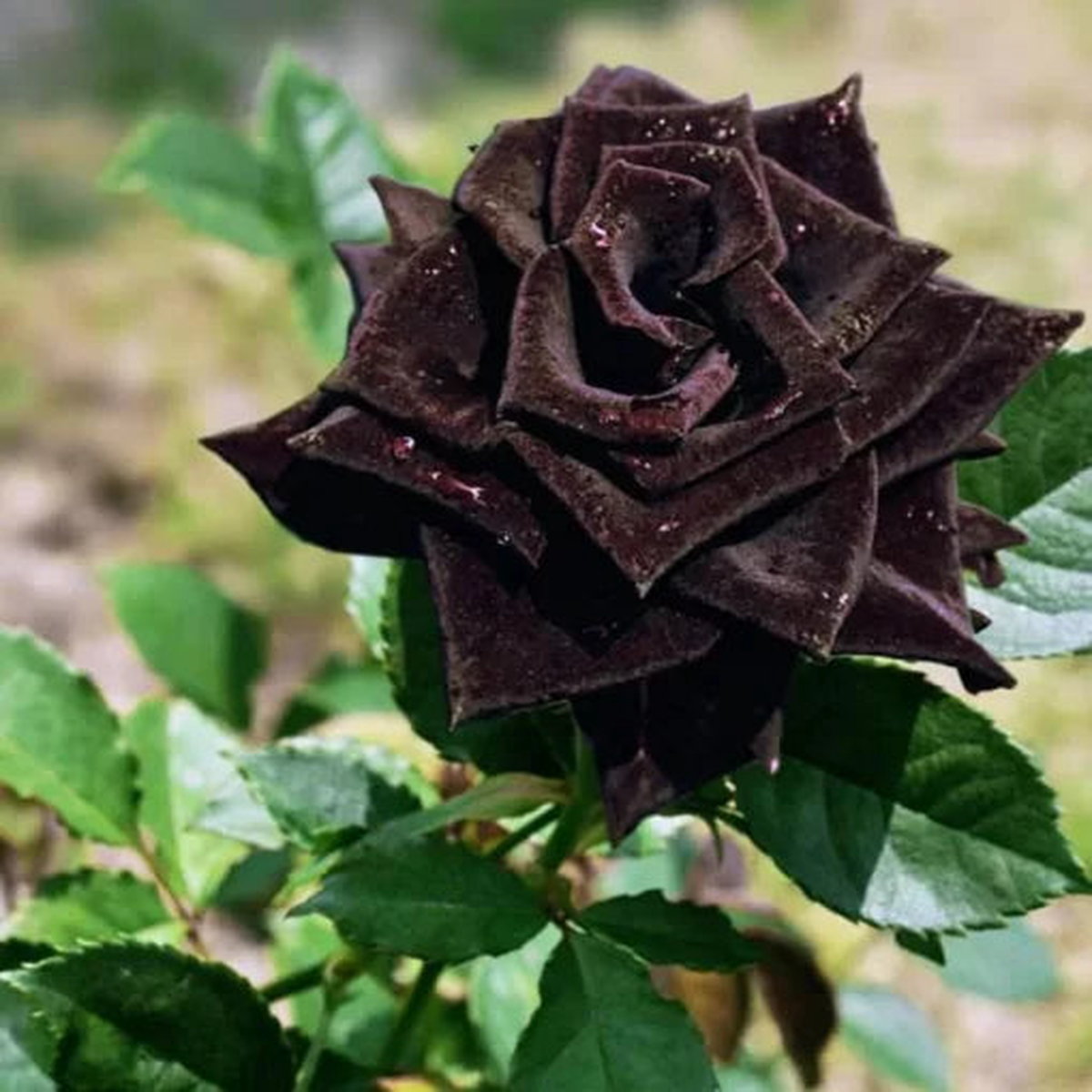 Black Rose Flower Seeds | Rare Dark Rose Bonsai Variety  Heirloom, Non-GMO, High Germination Organic Garden Seeds