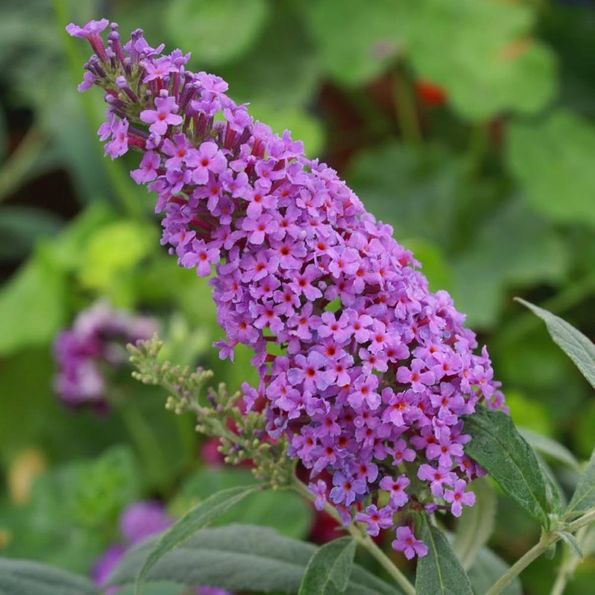Blue Buddleia Butterfly Bush Flower Seeds for Planting - NON GMO Seeds