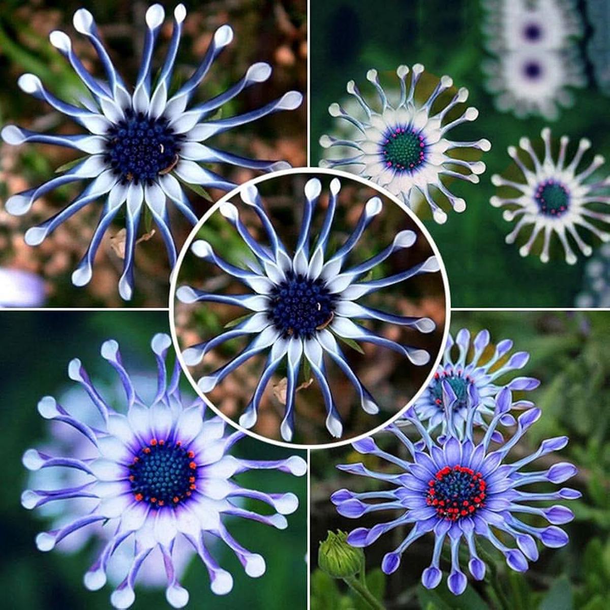 Blue Daisy Felicia amelloides flower seeds for balcony and home garden planting