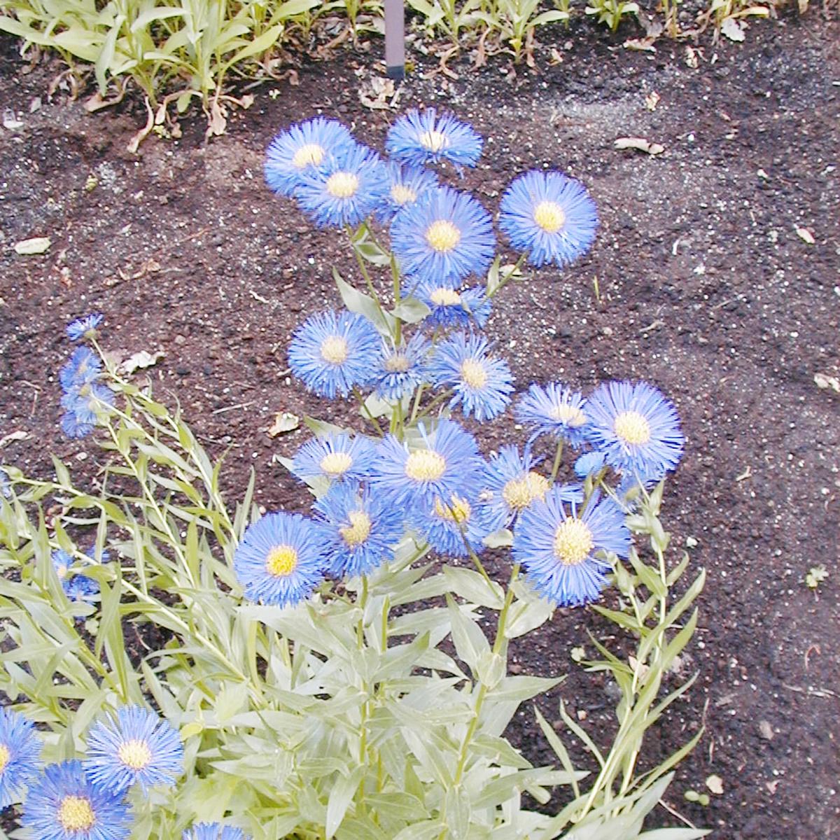 Blue Erigeron Perennial Flower Seeds for Planting  Heirloom, Non-GMO, Seasonal Bloomer Organic Seeds