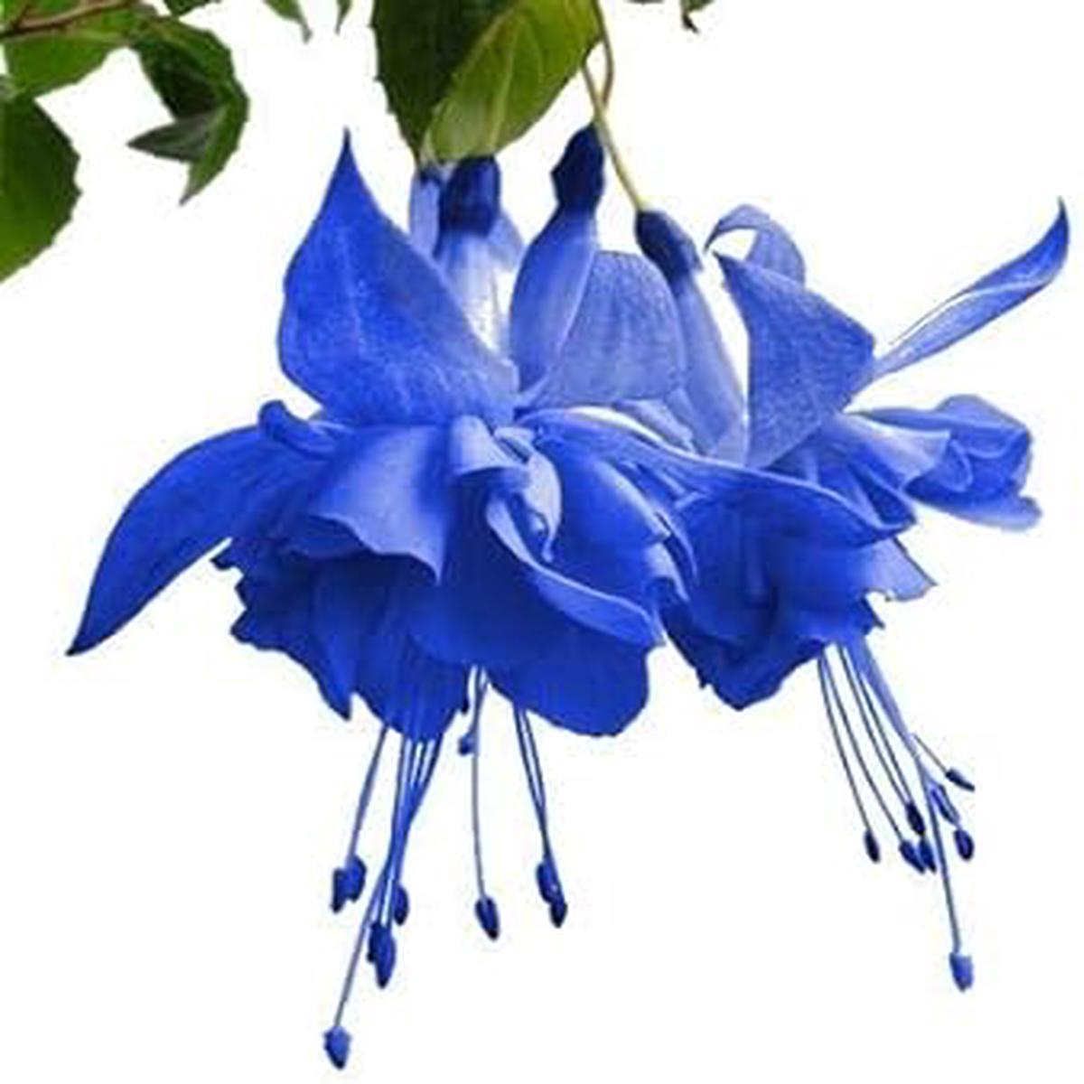 Blue Fuchsia Flower Seeds for Planting Heirloom, Non-GMO, High Germination Organic Garden Seeds