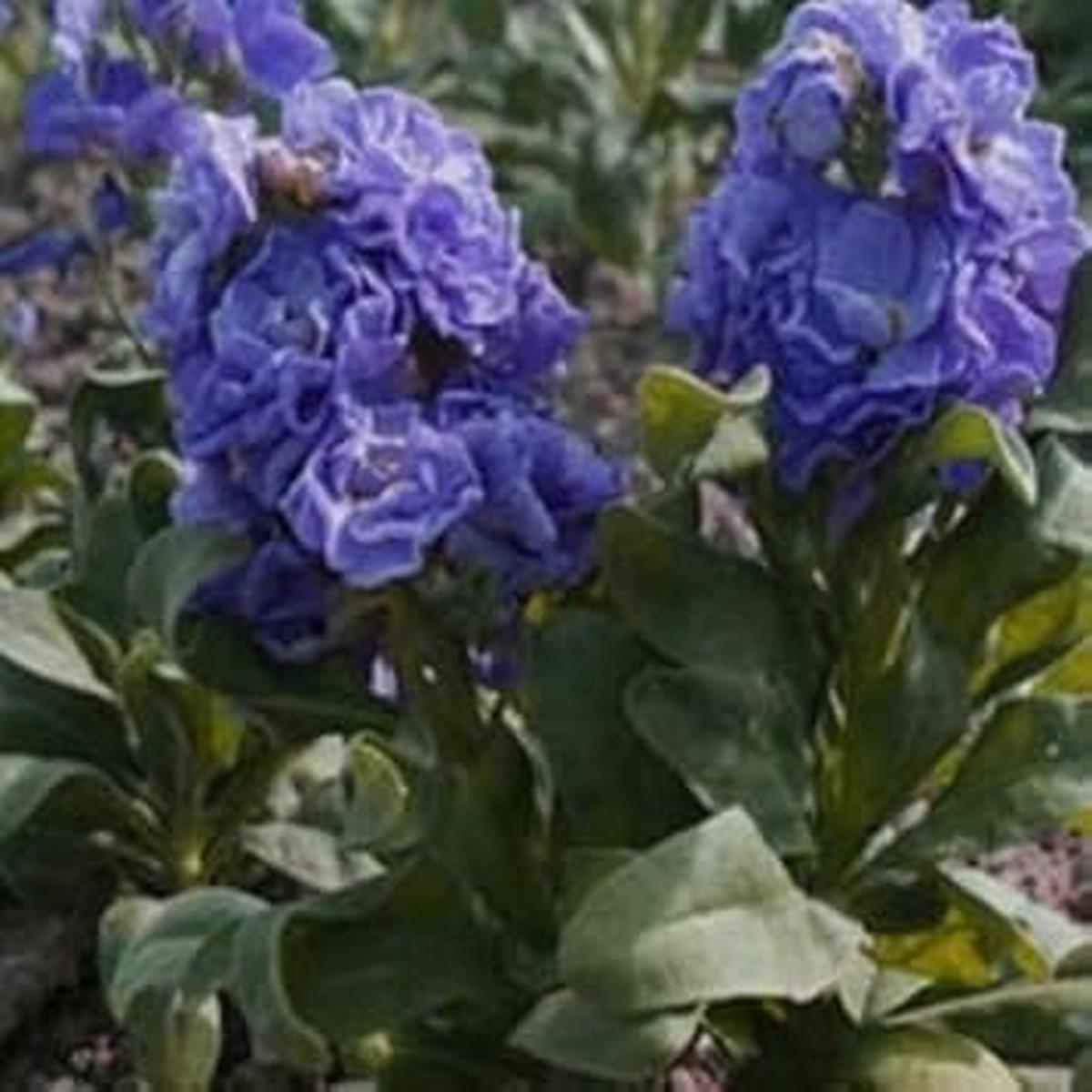 Blue Gilly Flower Seeds for Planting Drought Tolerant, Heirloom, Non-GMO, High Germination, Organic Garden Seeds