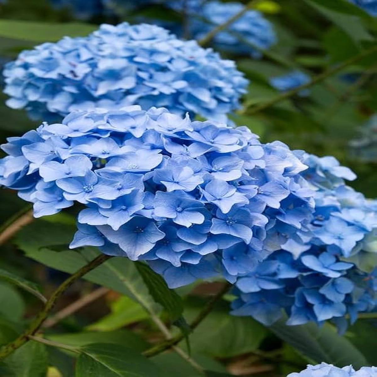 Blue Hydrangea Flower Seeds for Planting  Heirloom Non-GMO, High Germination Organic Garden Seeds