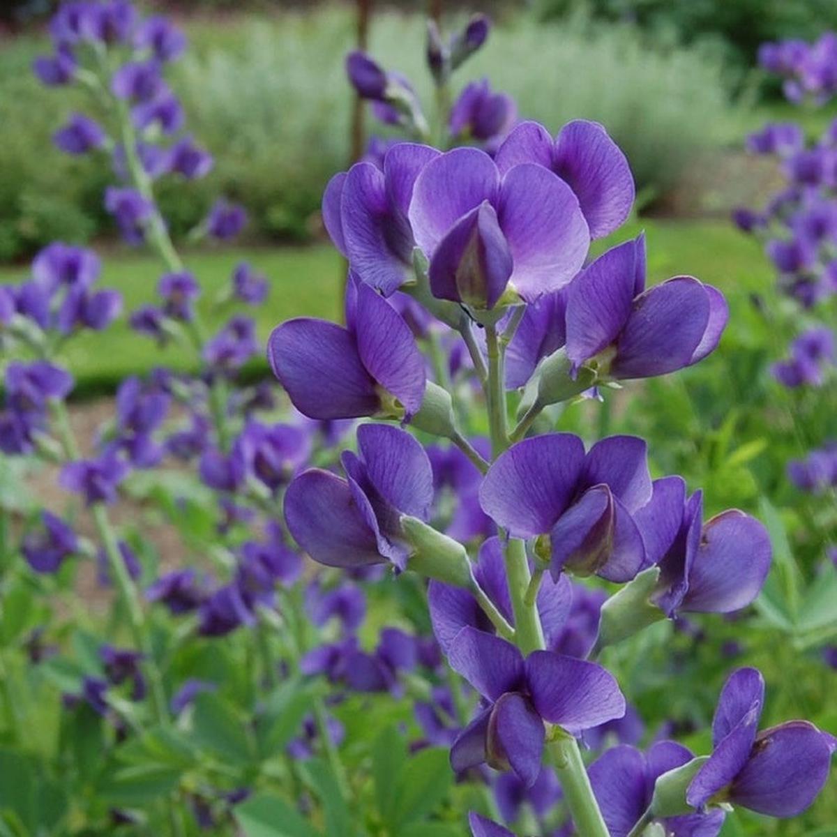 Blue Wild Indigo Flower Seeds for Planting Heirloom, Non-GMO, Perennial, Pollinator-Friendly