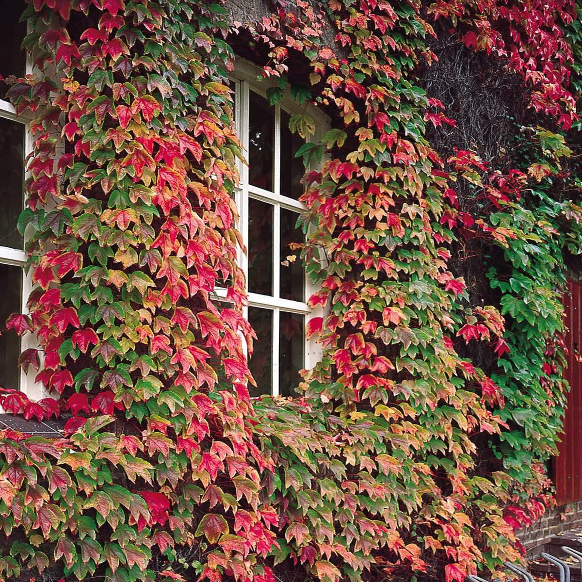 Boston Ivy Green Pink Plant Seeds for Planting-Heirloom & Non-GMO Seeds for planting