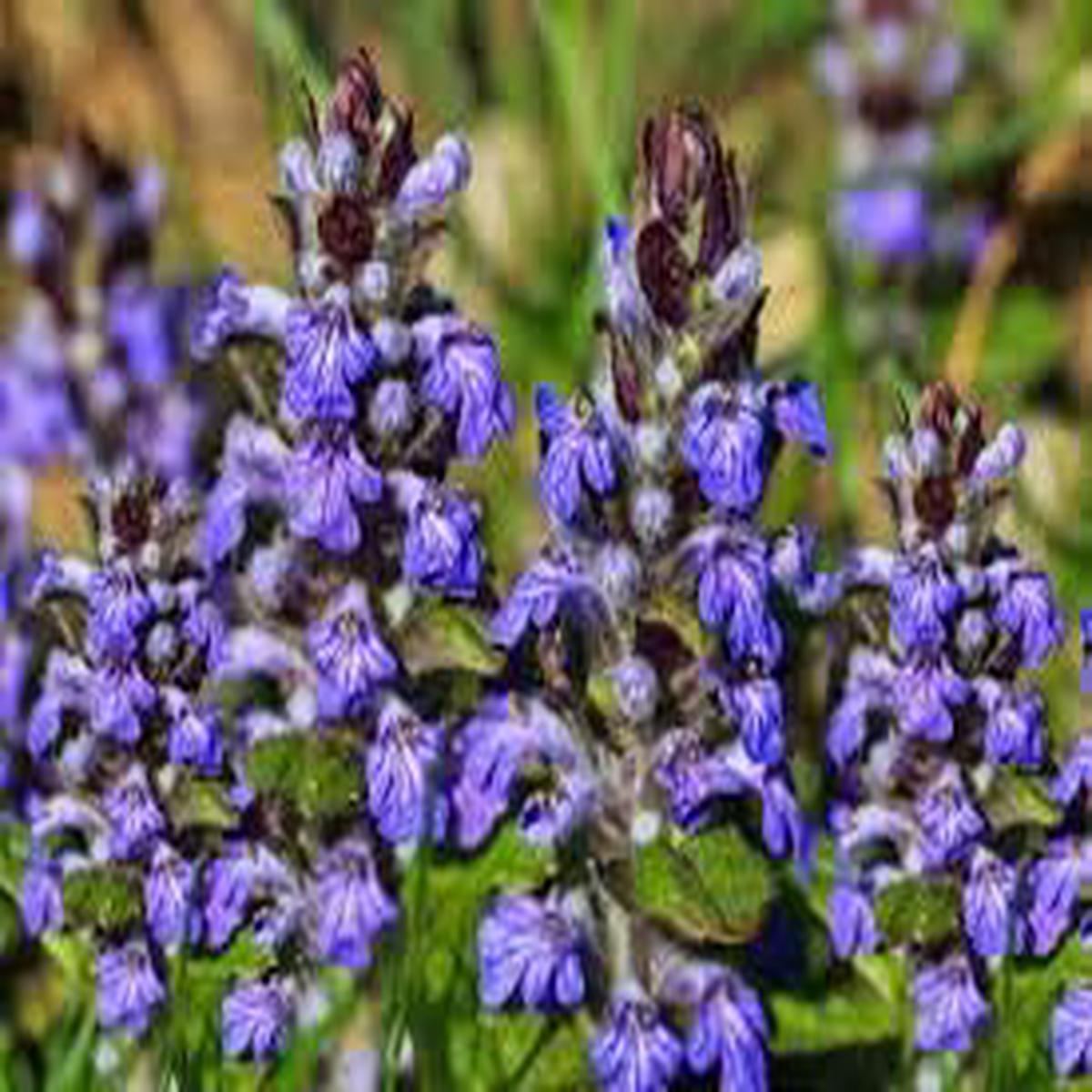 Bugle Flower seeds for Planting - Hardy Variety, Heirloom & GMO Free Seeds for Home Garden