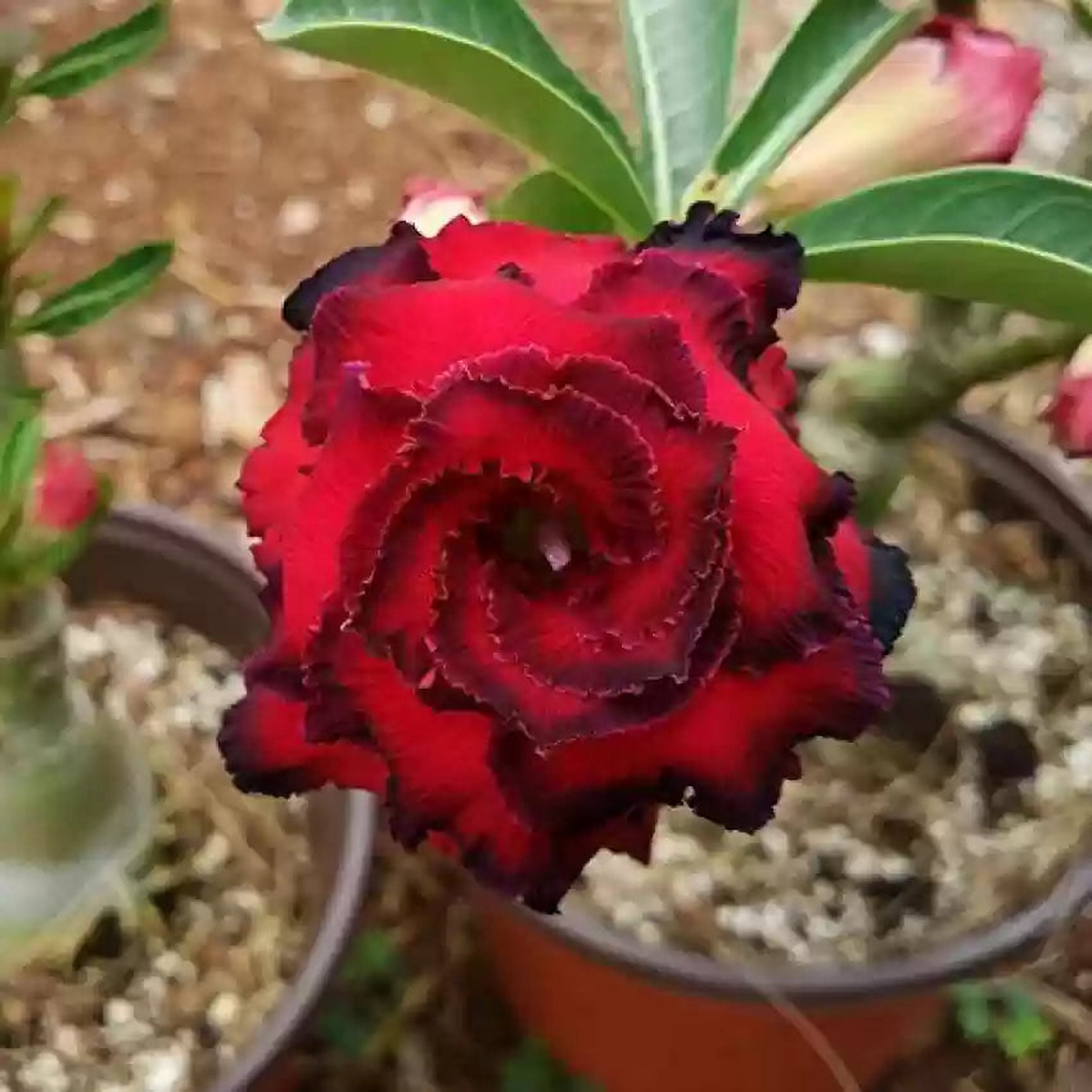 Burgundy Adenium Flower Seeds for Planting Heirloom, Non-GMO, High Germination Organic Garden Seeds