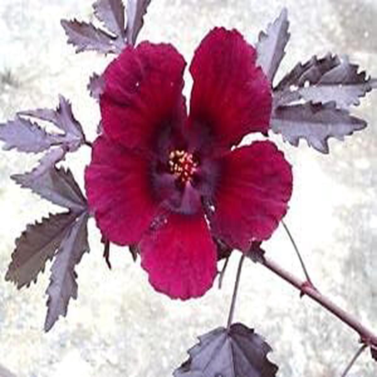 Burgundy Hibiscus Flower Seeds ?? Heirloom Non-GMO Flower Seeds for Planting