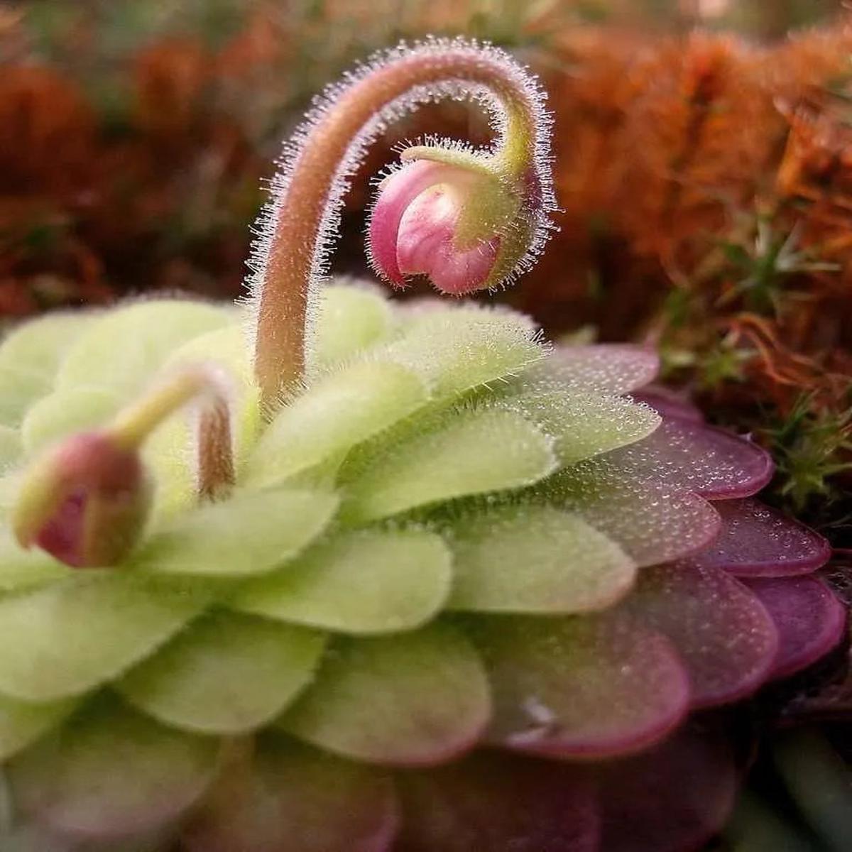 Butterwort Flower seeds for Planting - Easy to Grow, Heirloom & GMO Free Seeds for Home Garden