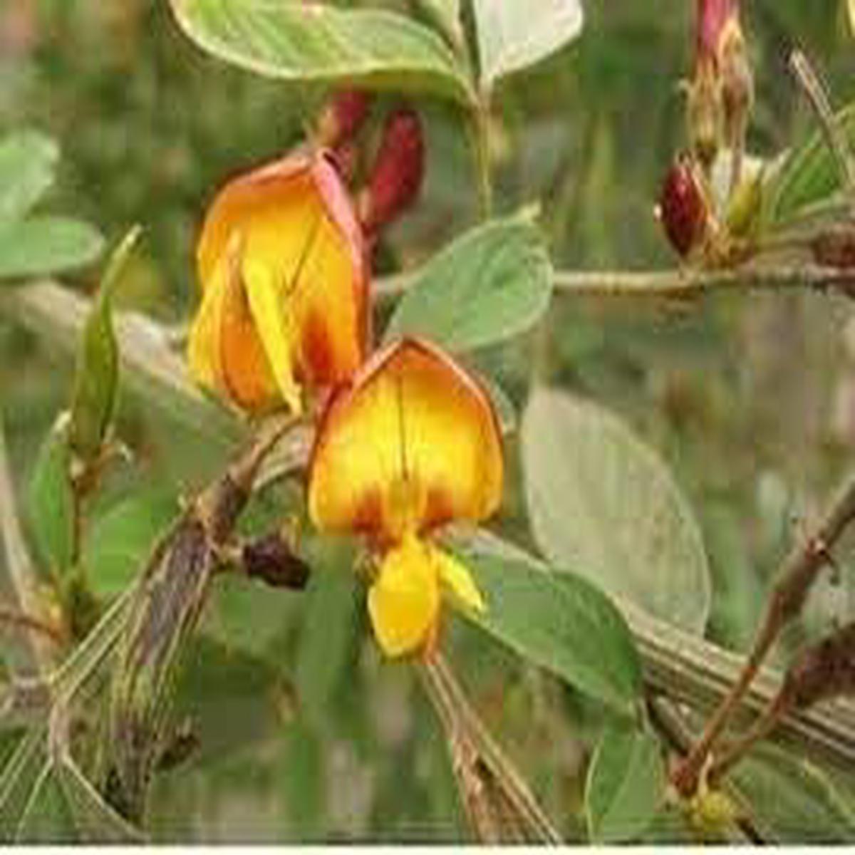 Cajanus Flower Seeds for Planting  Heirloom Non-GMO Seeds with High Germination for Organic Garden and Vibrant Yellow Blooms
