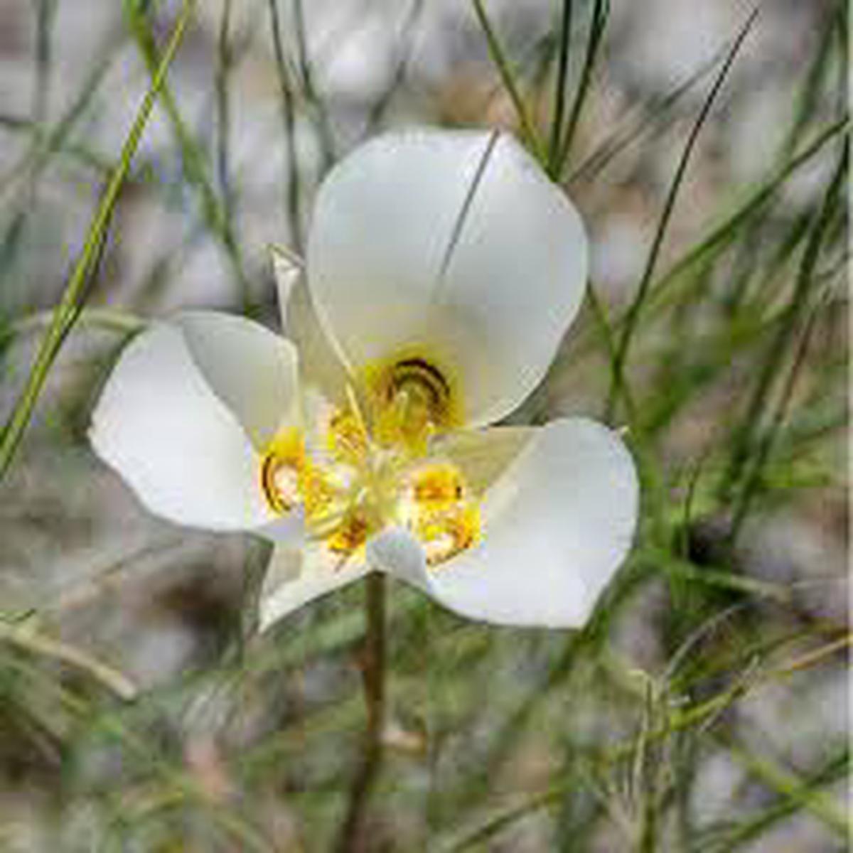 Calochortus Flower seeds for Planting - Bright Blooms, Heirloom & GMO Free Seeds for Home Garden, Organic Garden Seeds