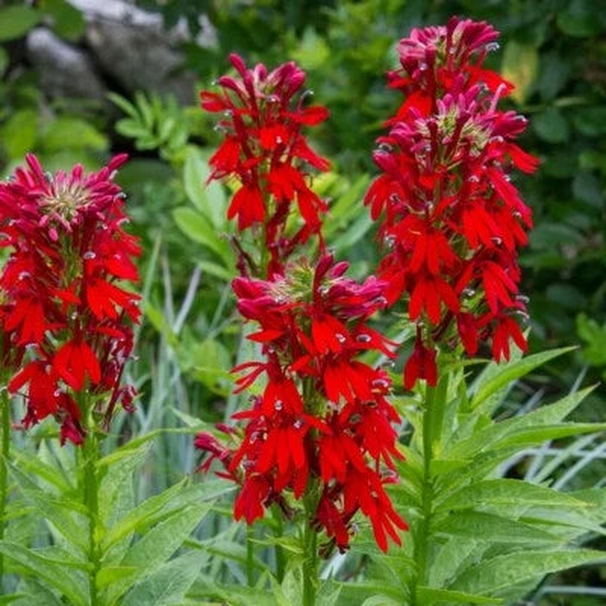 Cardinal Flower Seeds for Planting Lobelia Cardinalis Hummingbird Red Flowers  Heirloom, Non-GMO