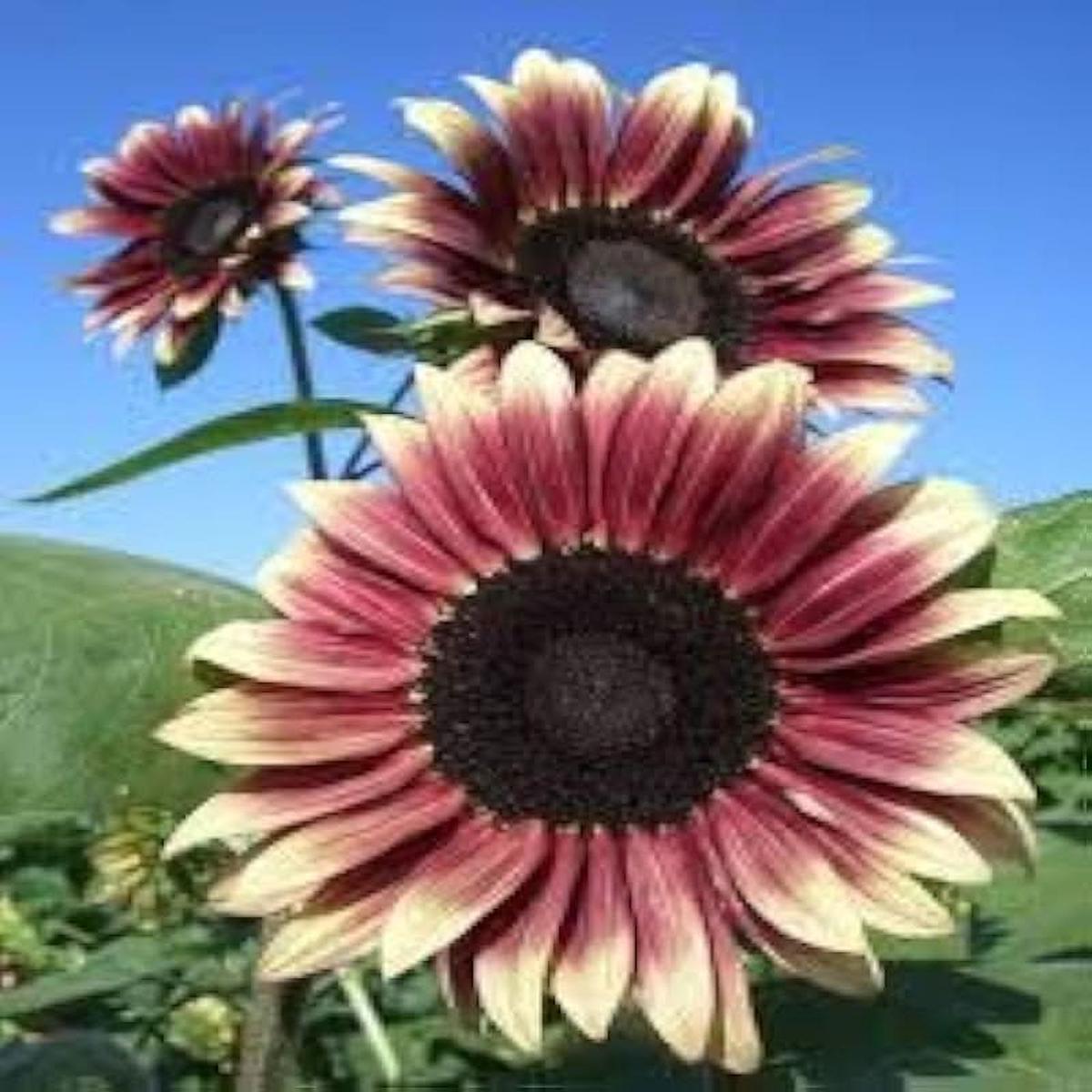 Cherry Rose Sunflower Seeds for Planting  Heirloom, Non-GMO Seeds for Vibrant Gardens